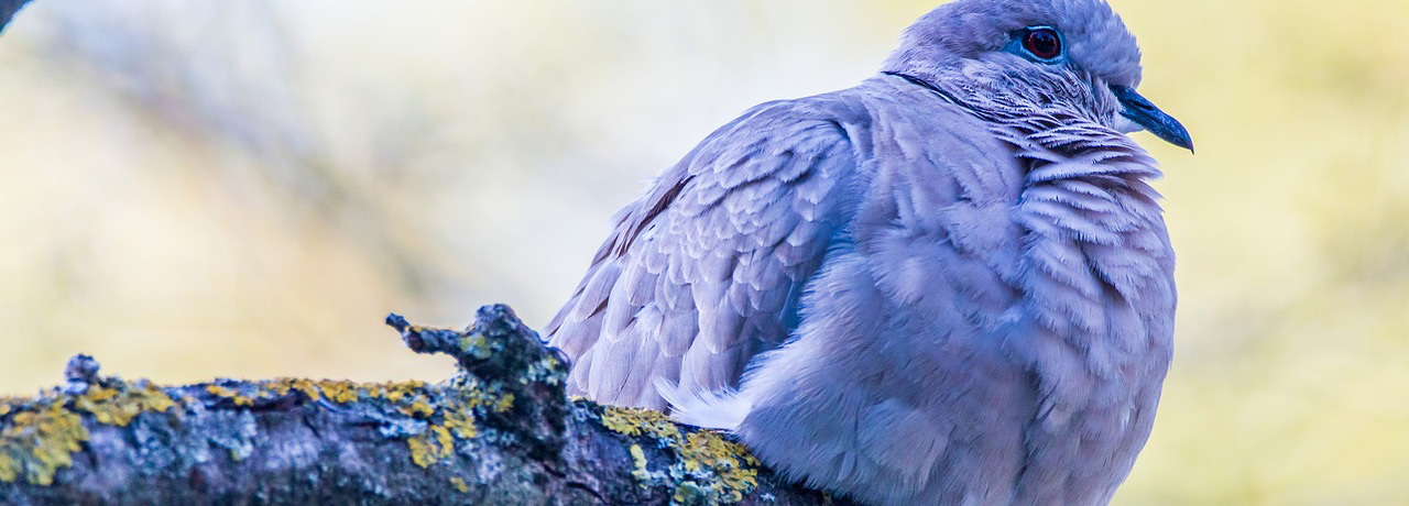 turtle-dove